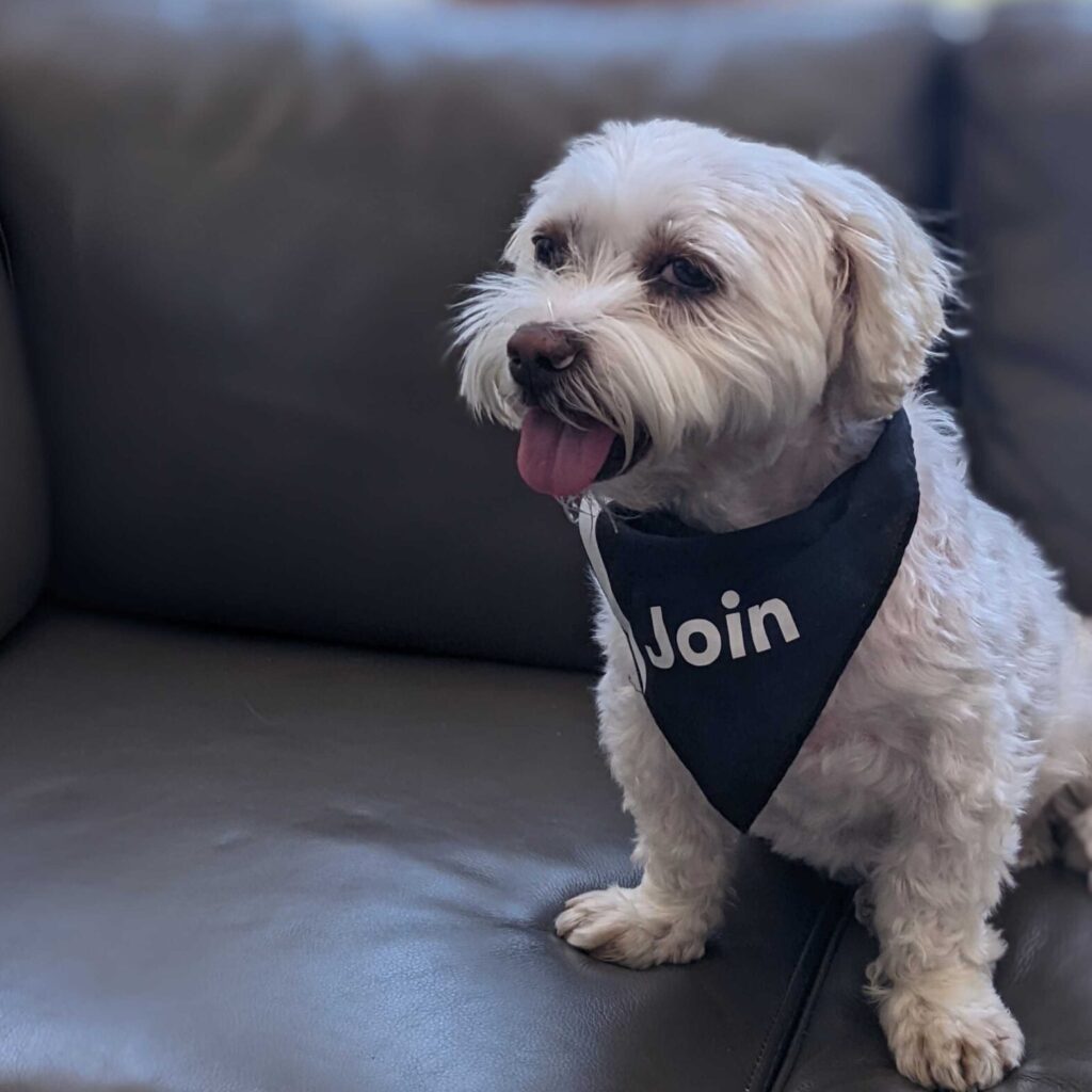 White dog wearing a black bandana that says "Join" sitting on a couch.